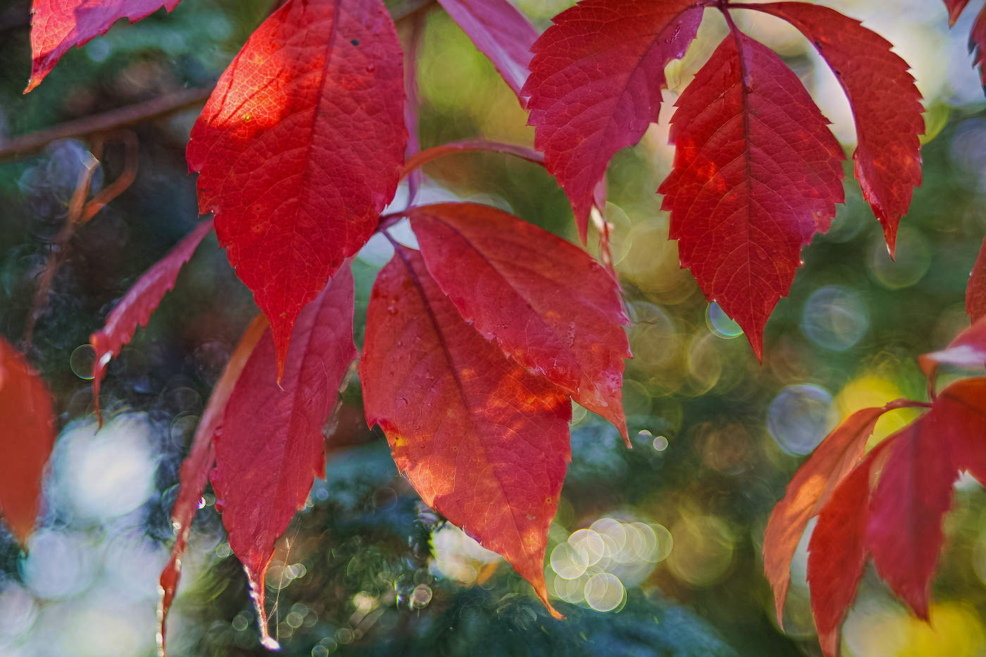 Очаровательная осень