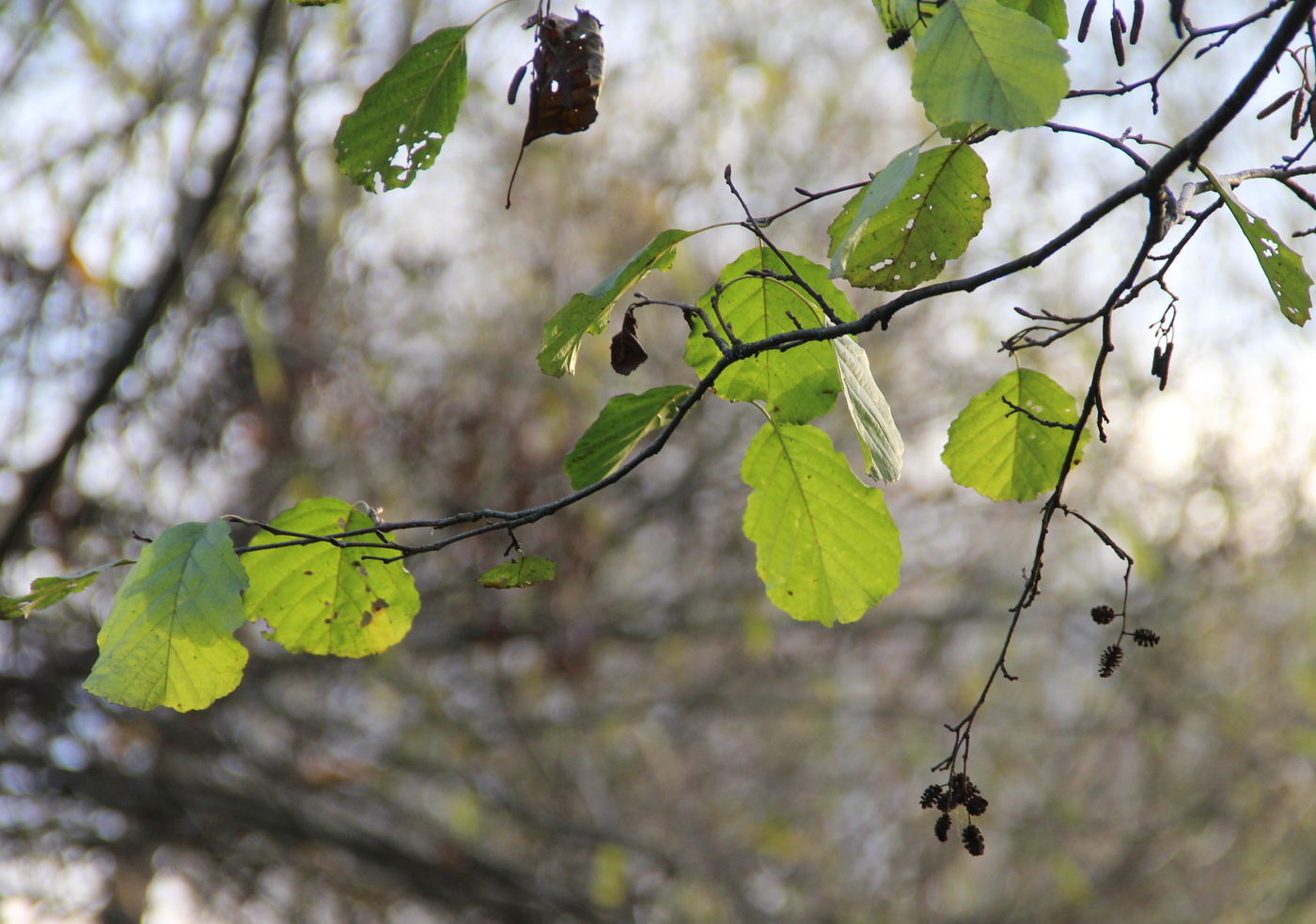 Осенняя прозрачность