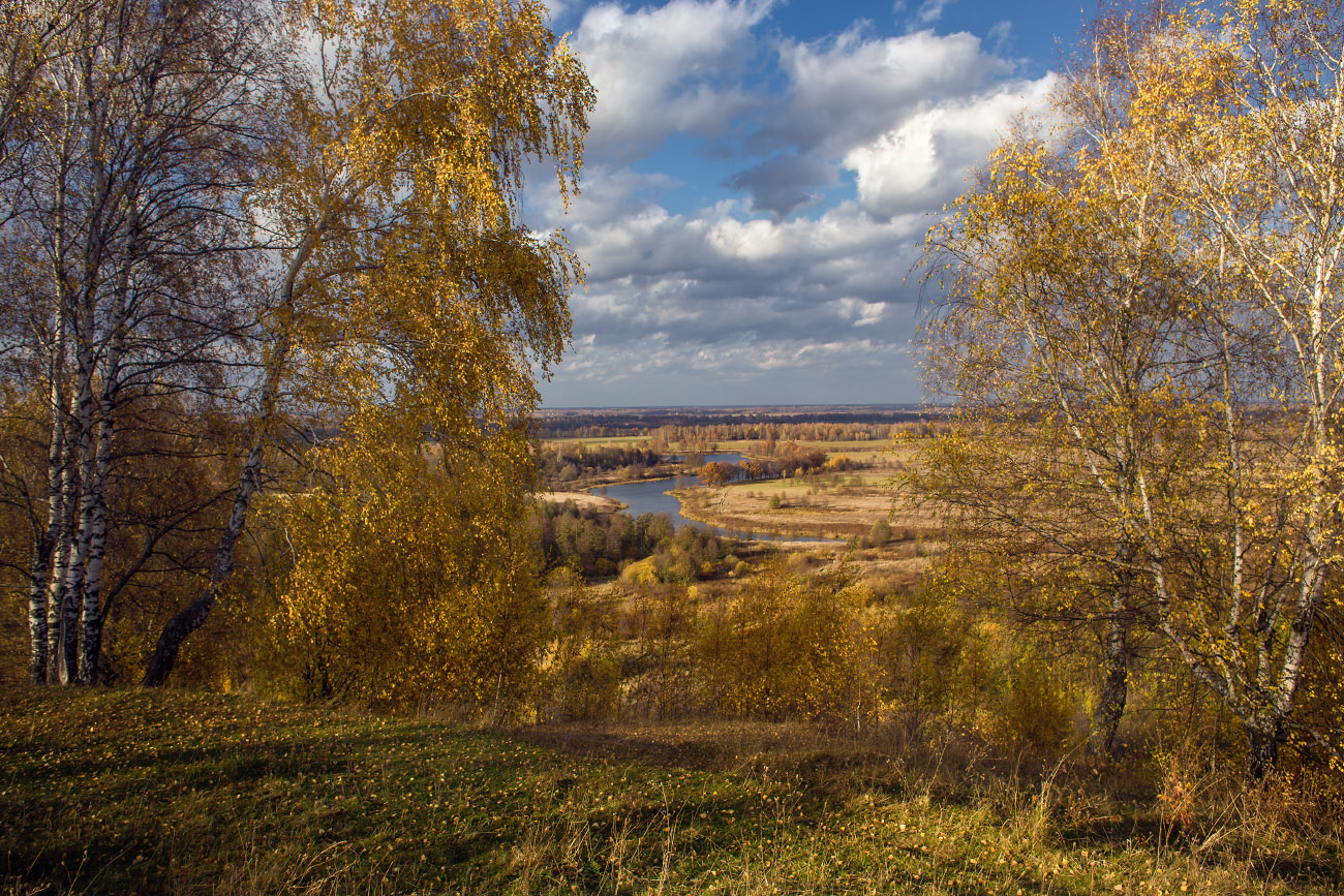 Роняет осень лист берёзы
