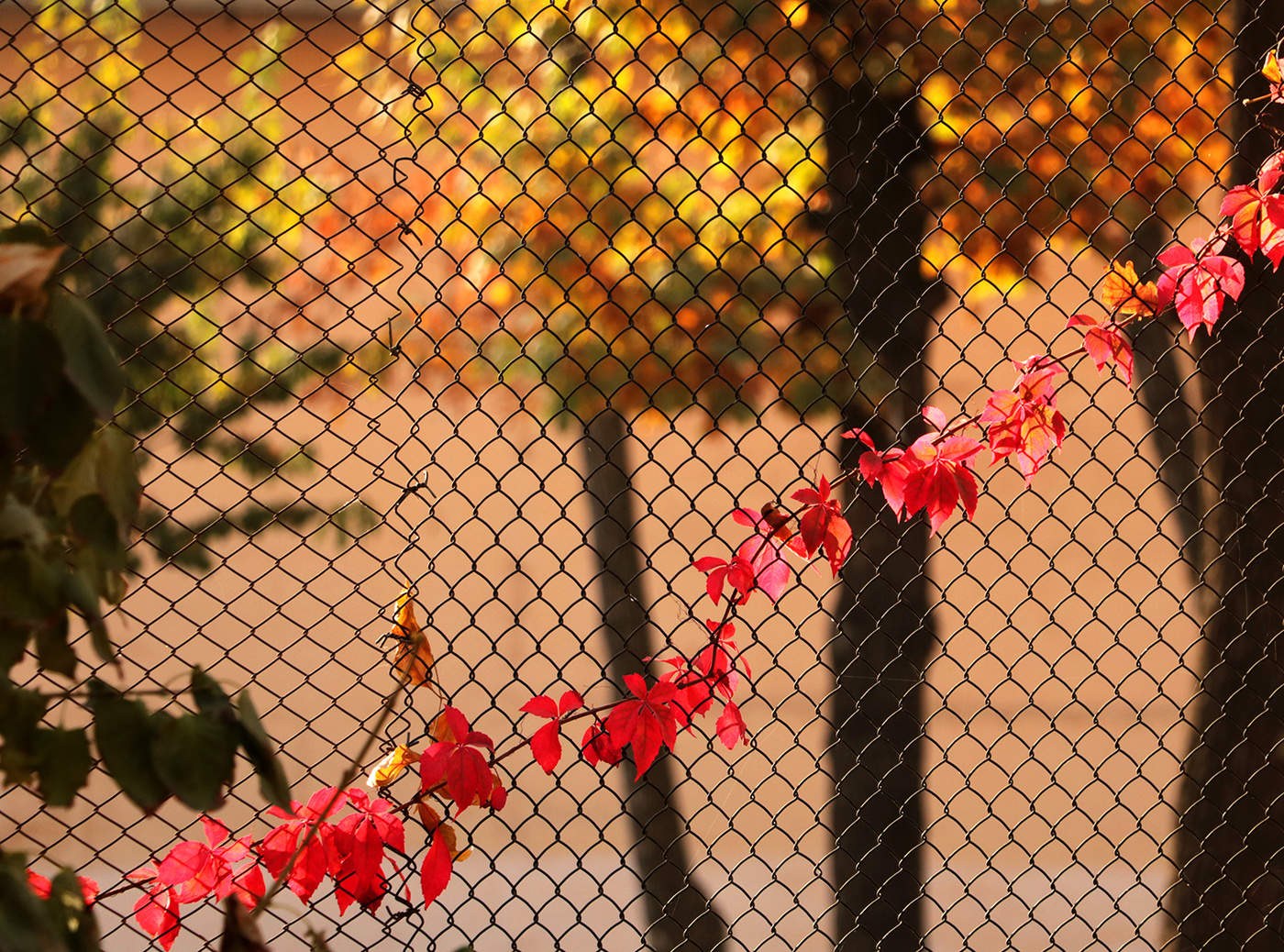 Осенний этюд