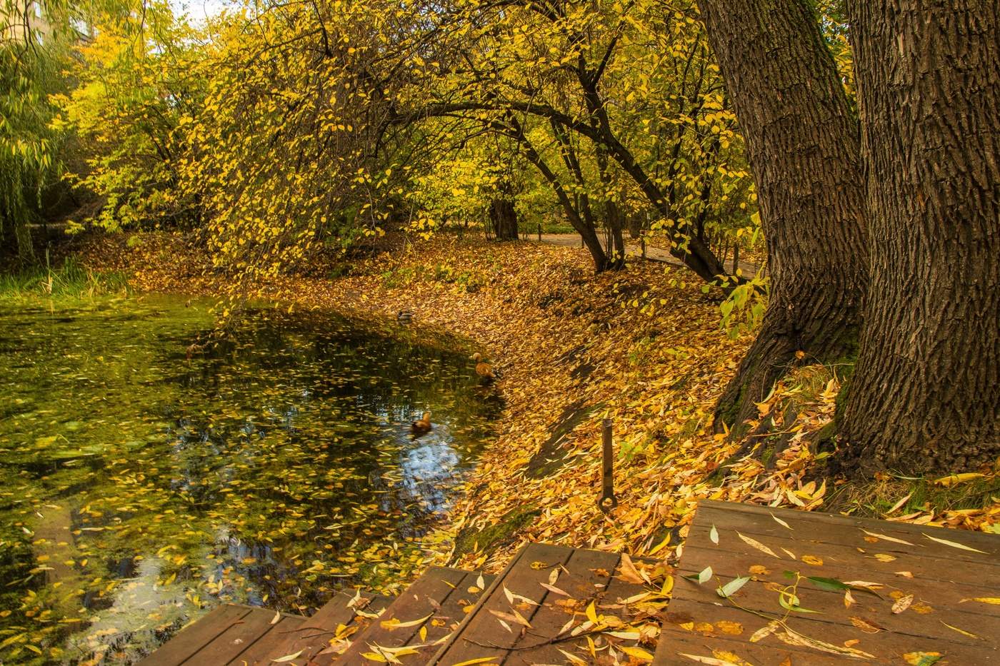 В Аптекарском огороде