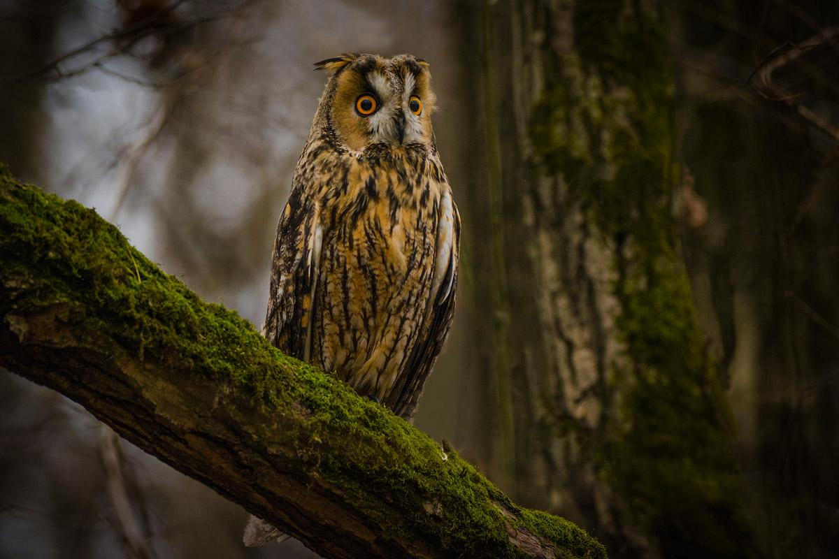 Сова ушастая.