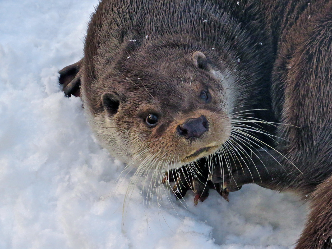 Какая уж есть!