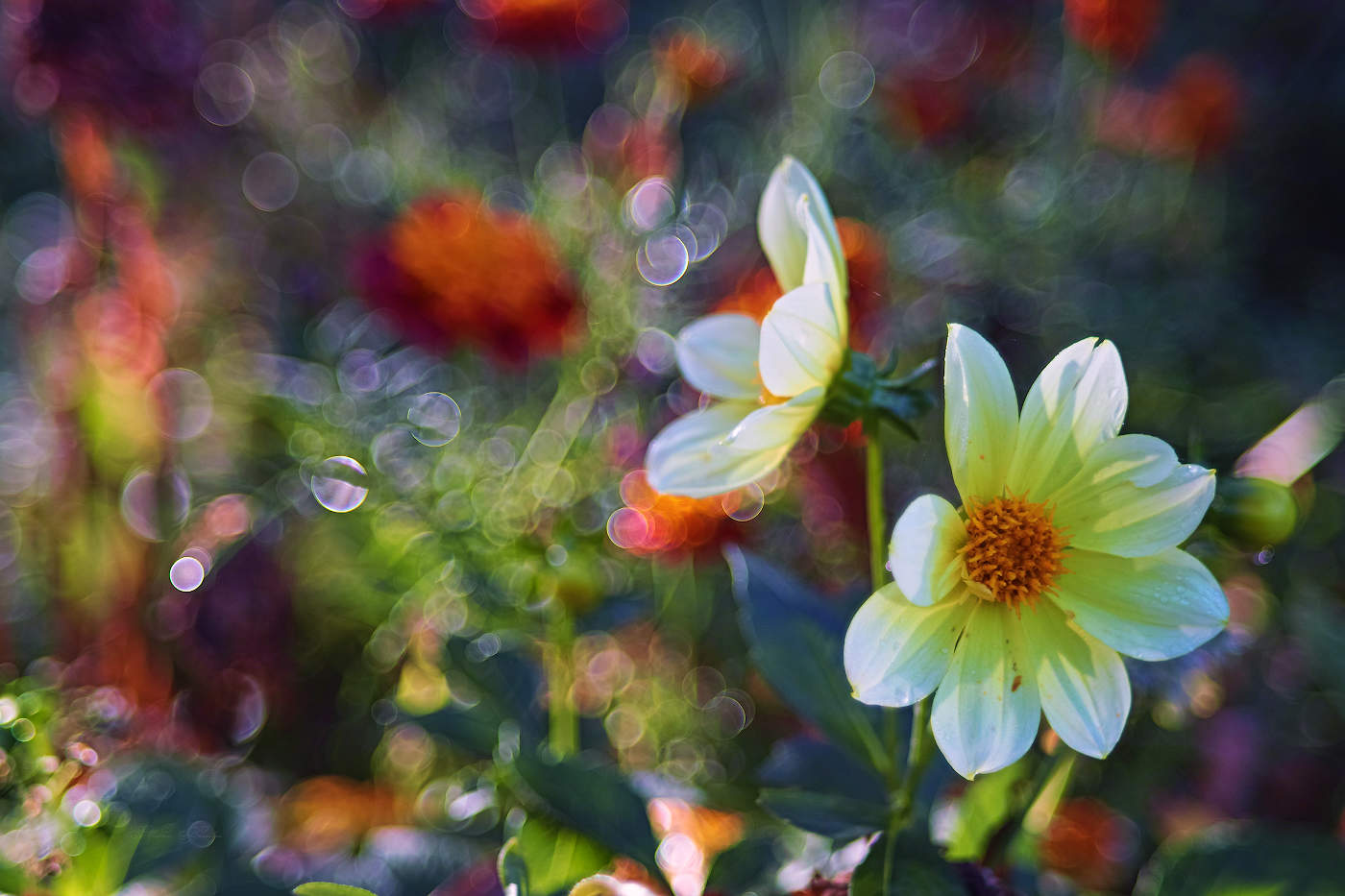 Все краски осени