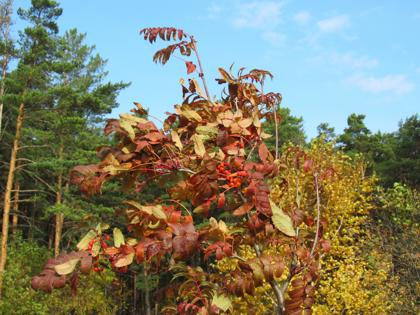 Все краски осени