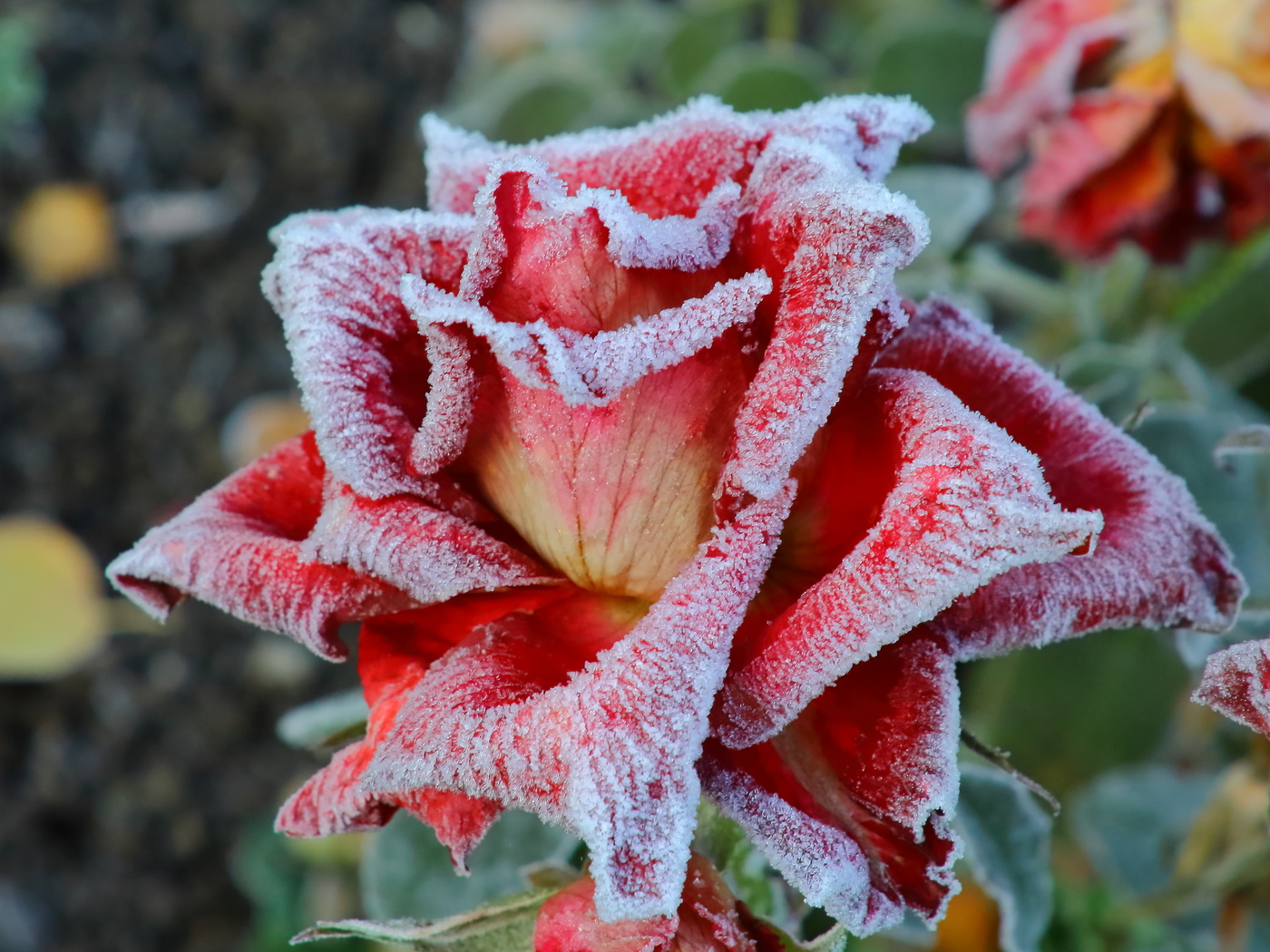 Все краски осени