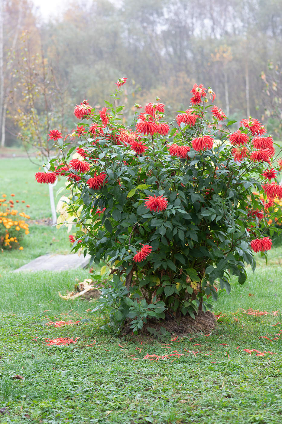 Все краски осени