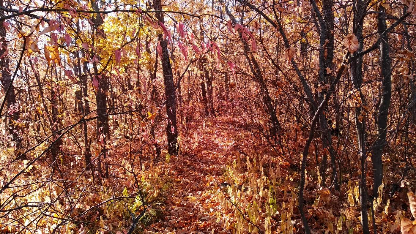 Все краски осени