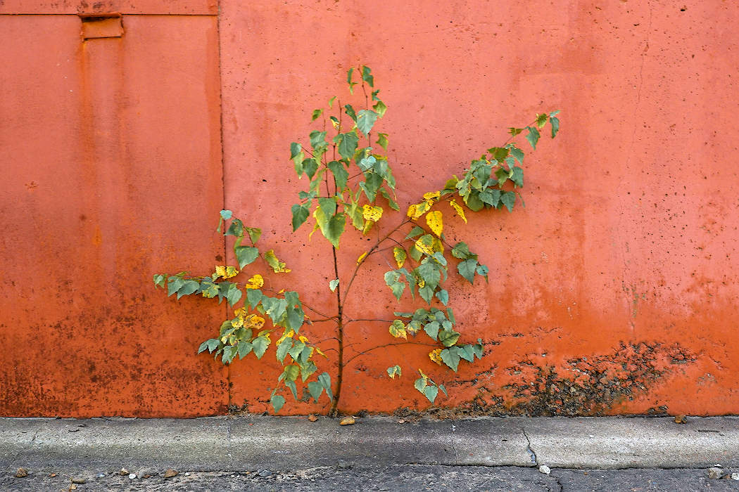 Все краски осени