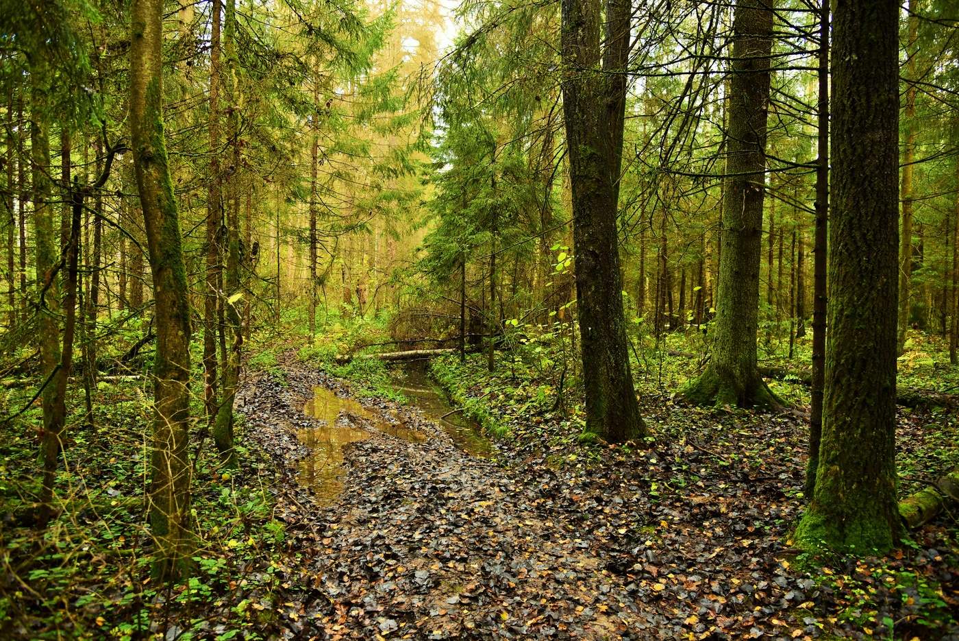 "Дождь забылся и лес отряхнулся от влаги..."