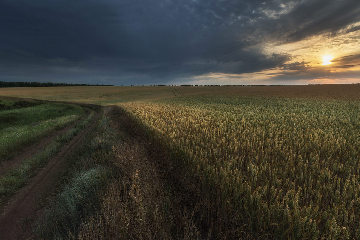 Восковая спелость