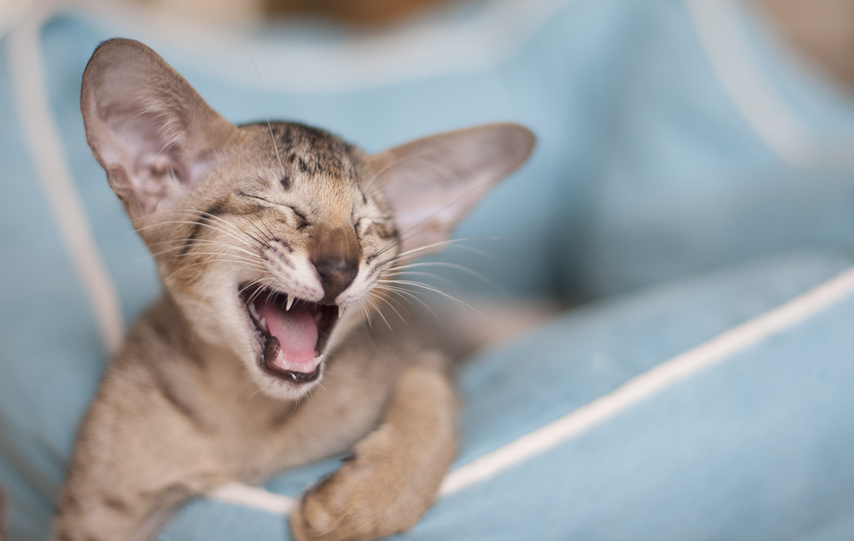 Бобошка - поющий котенок ориентал:)))