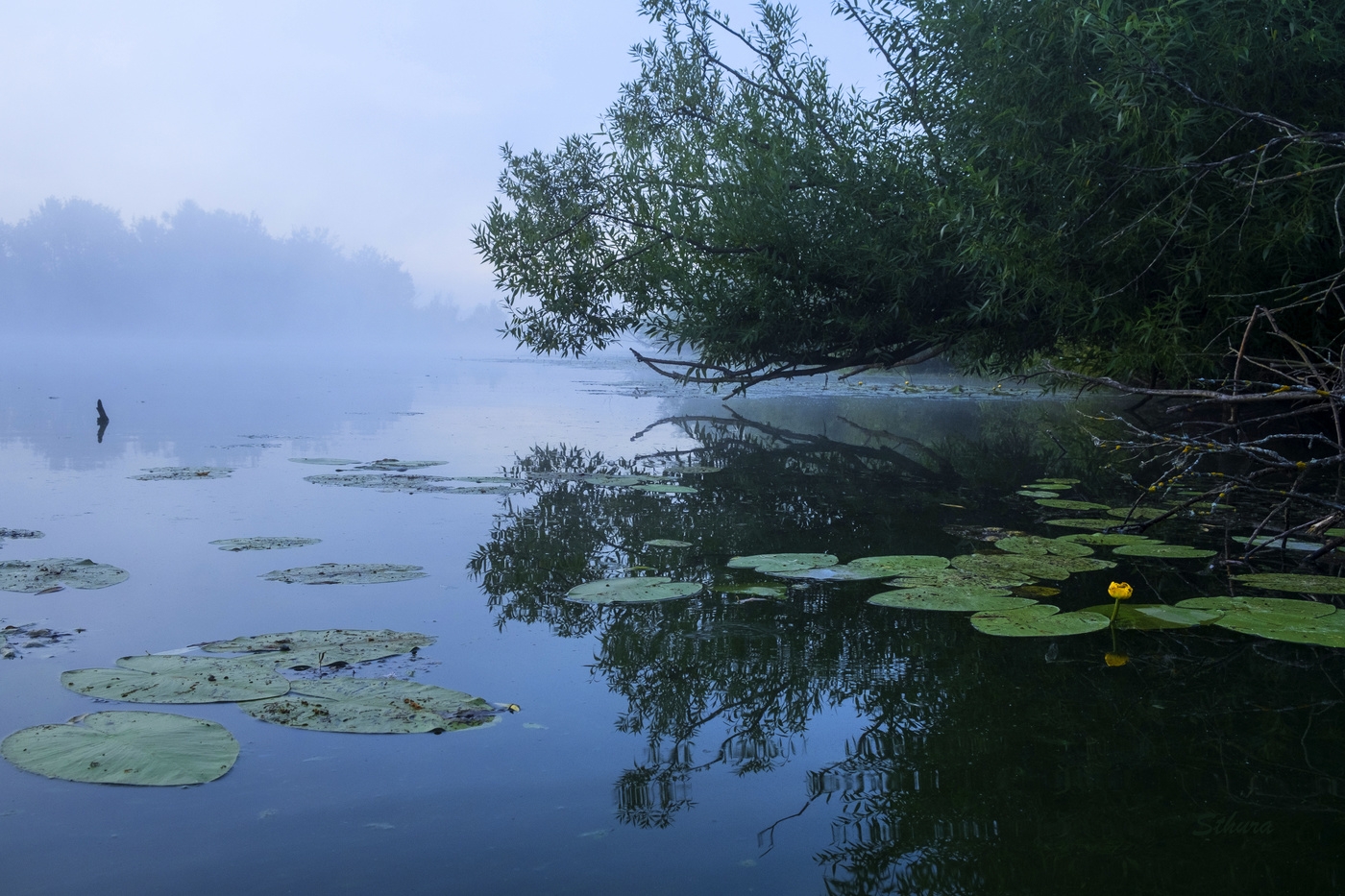Ива над водой.