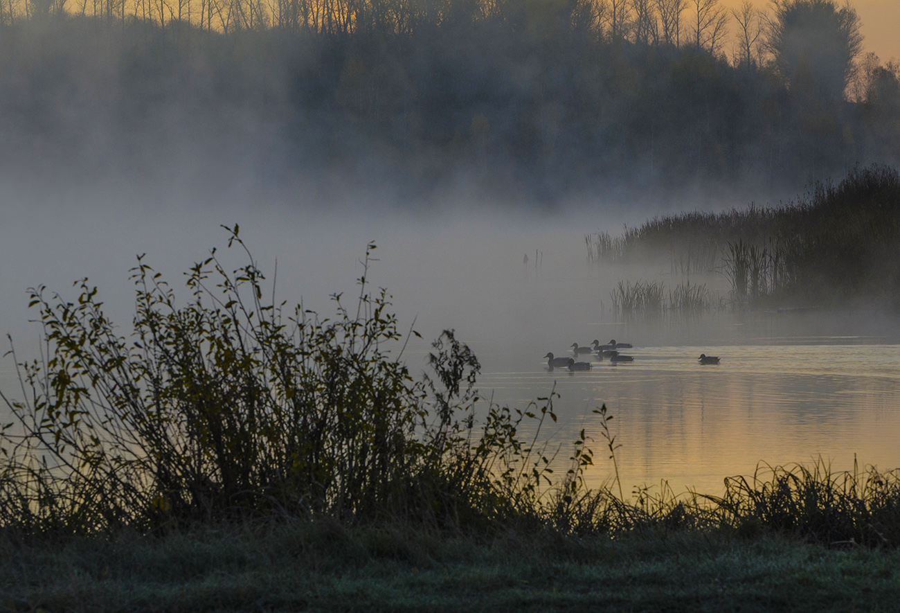 Утки с подхода