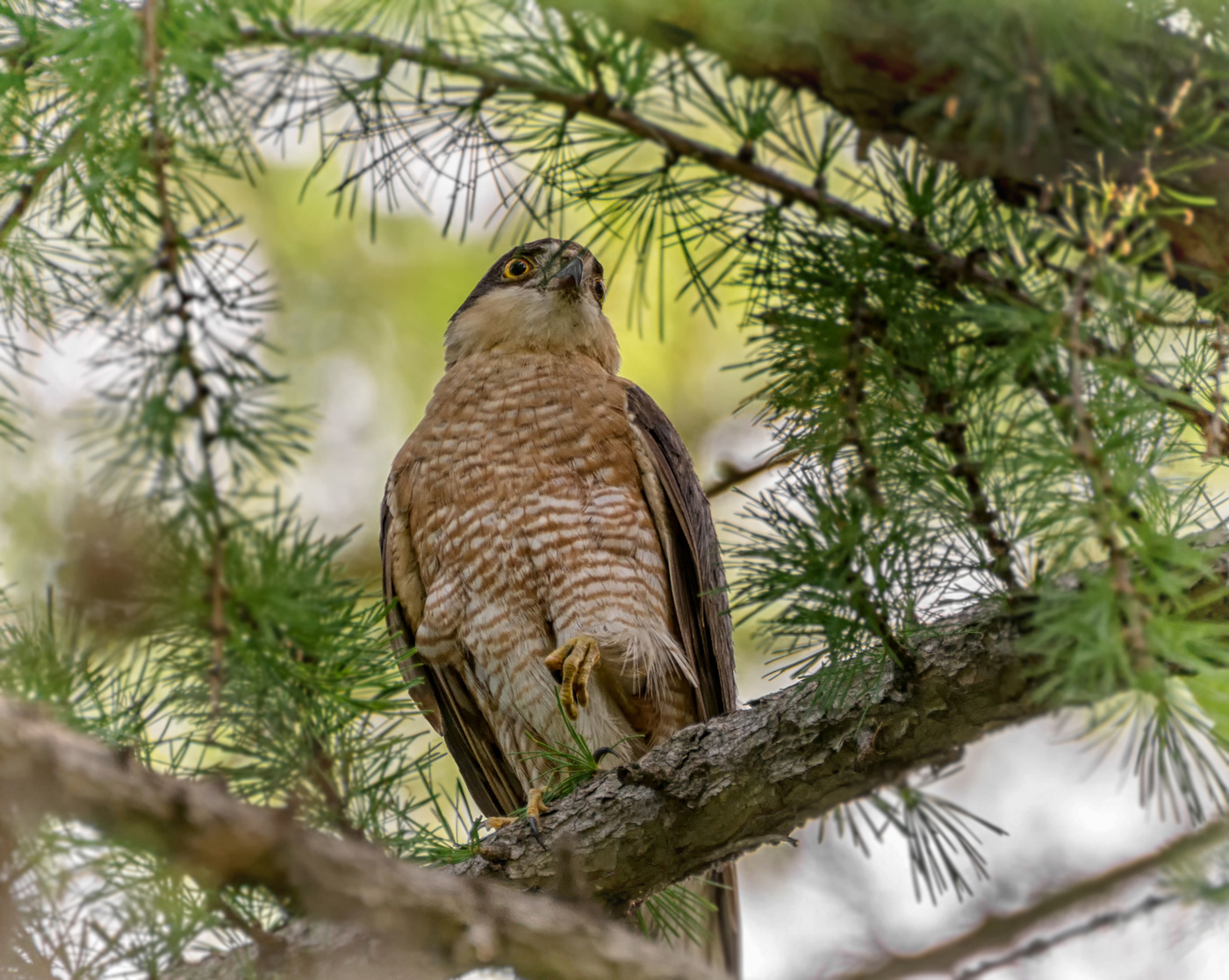 Глава семейства ястребов..