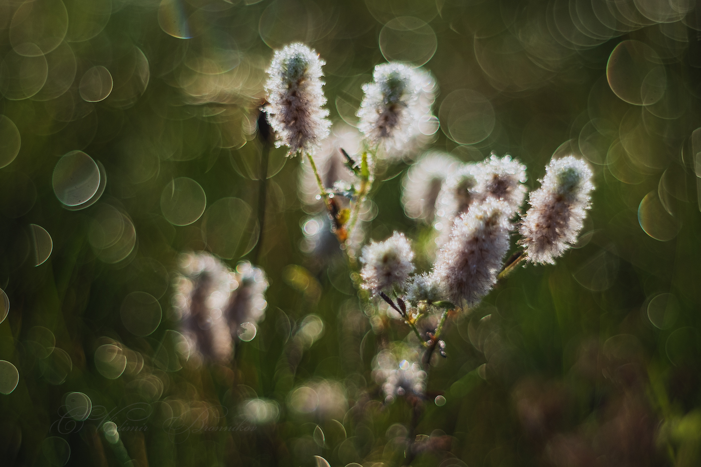 "Пушистики"