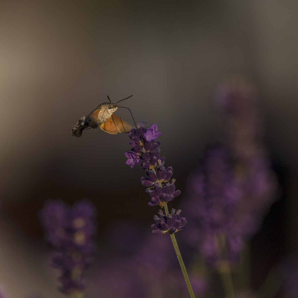 Последние мгновения тепла