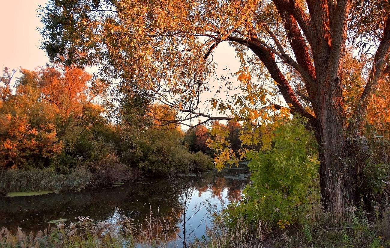 Осень подарила природные краски и тепло