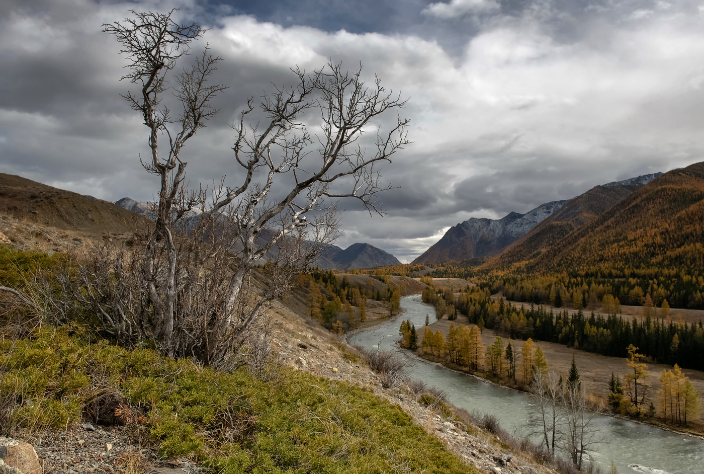 Природный бонсай.