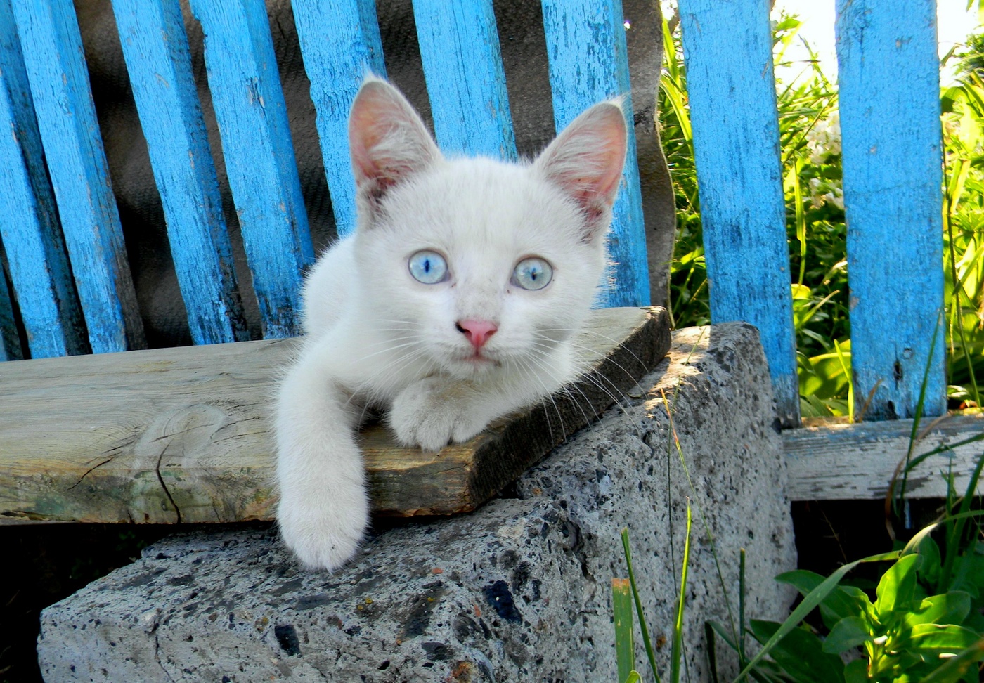 Блондинчик )