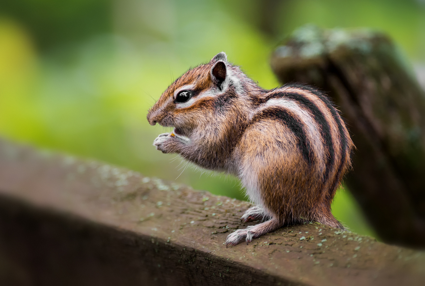 бурундучок..