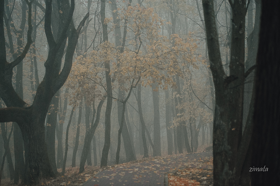 другой взгляд на туман