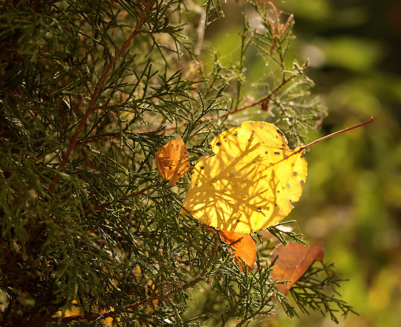 Просвеченный солнцем, застрявший в иголках...