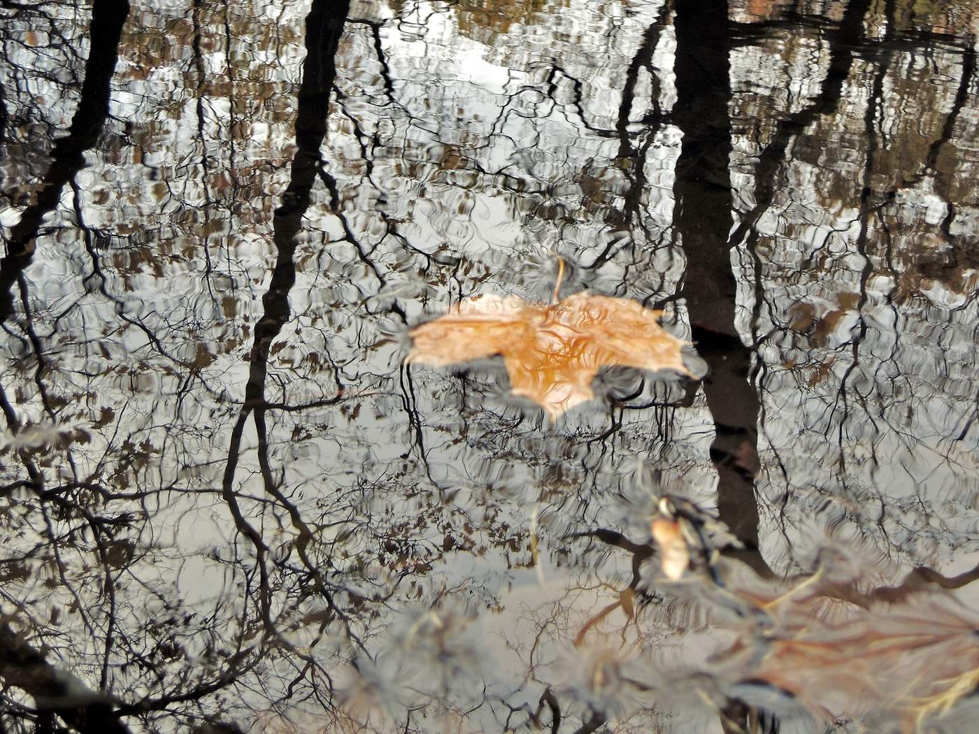 осенний сон