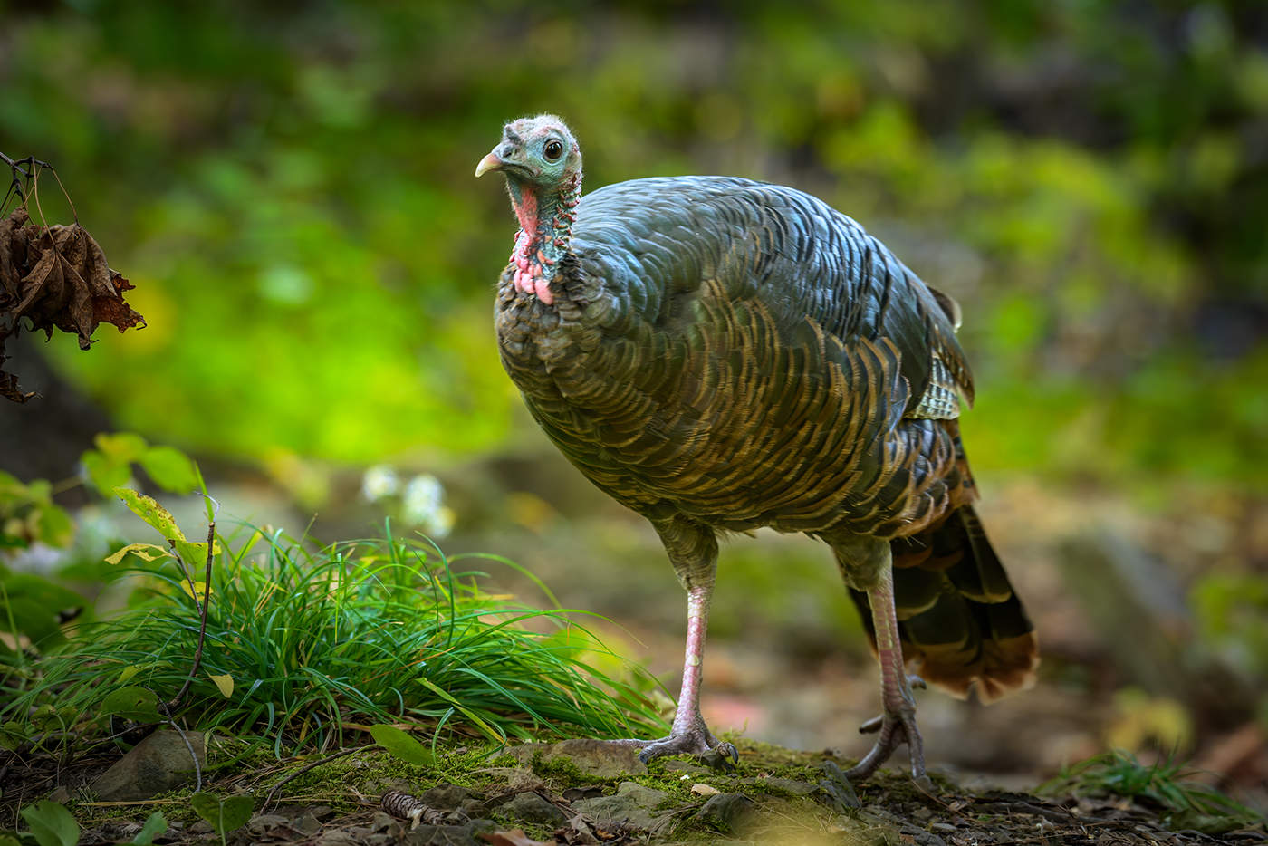 Wild turkey (female)