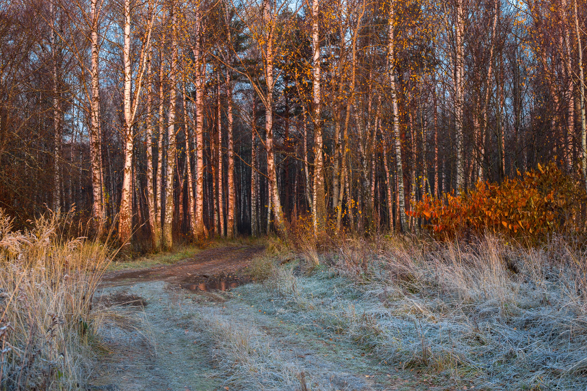 РОзовый восход морозным утром