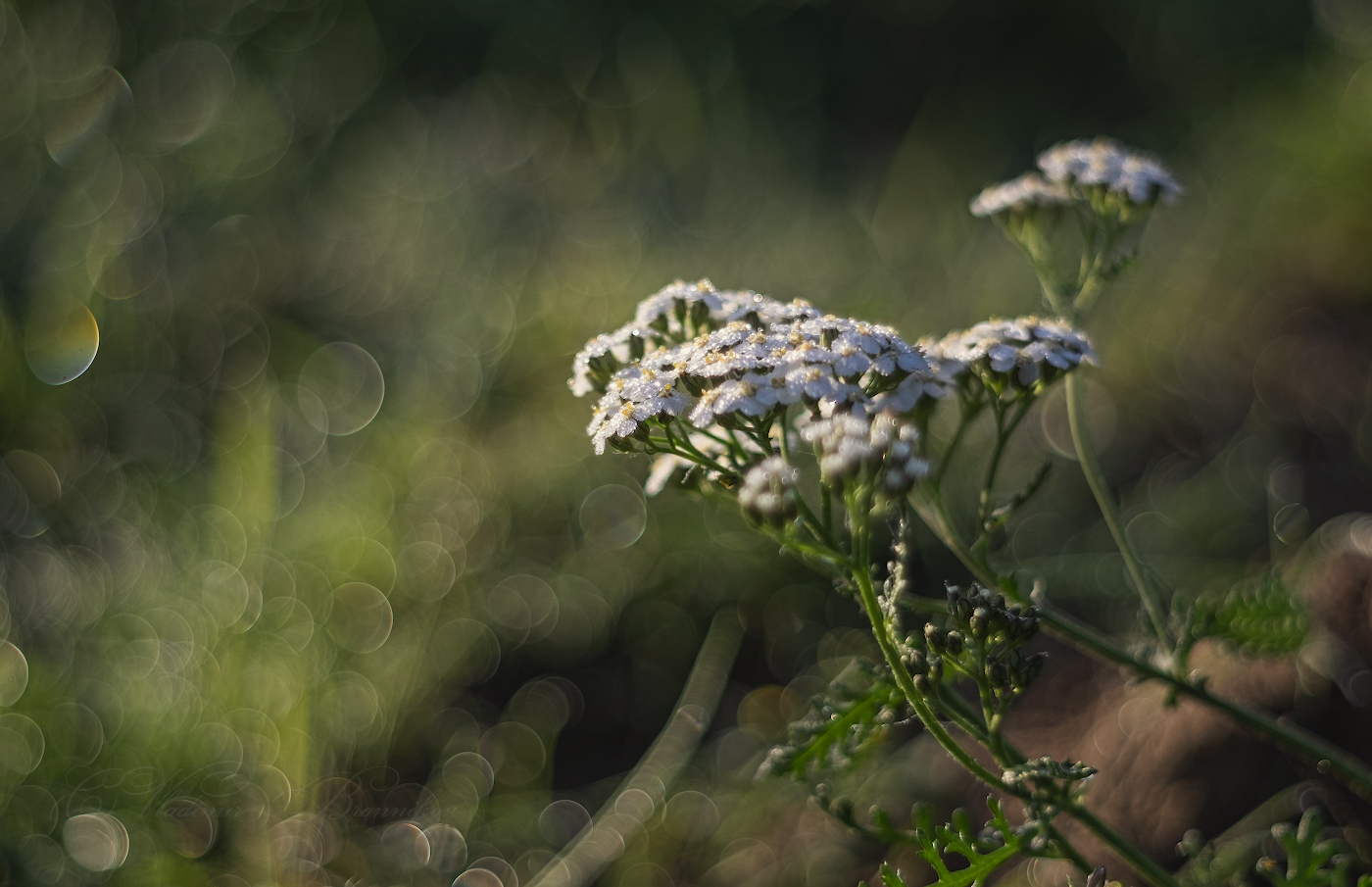 Тысячелистник