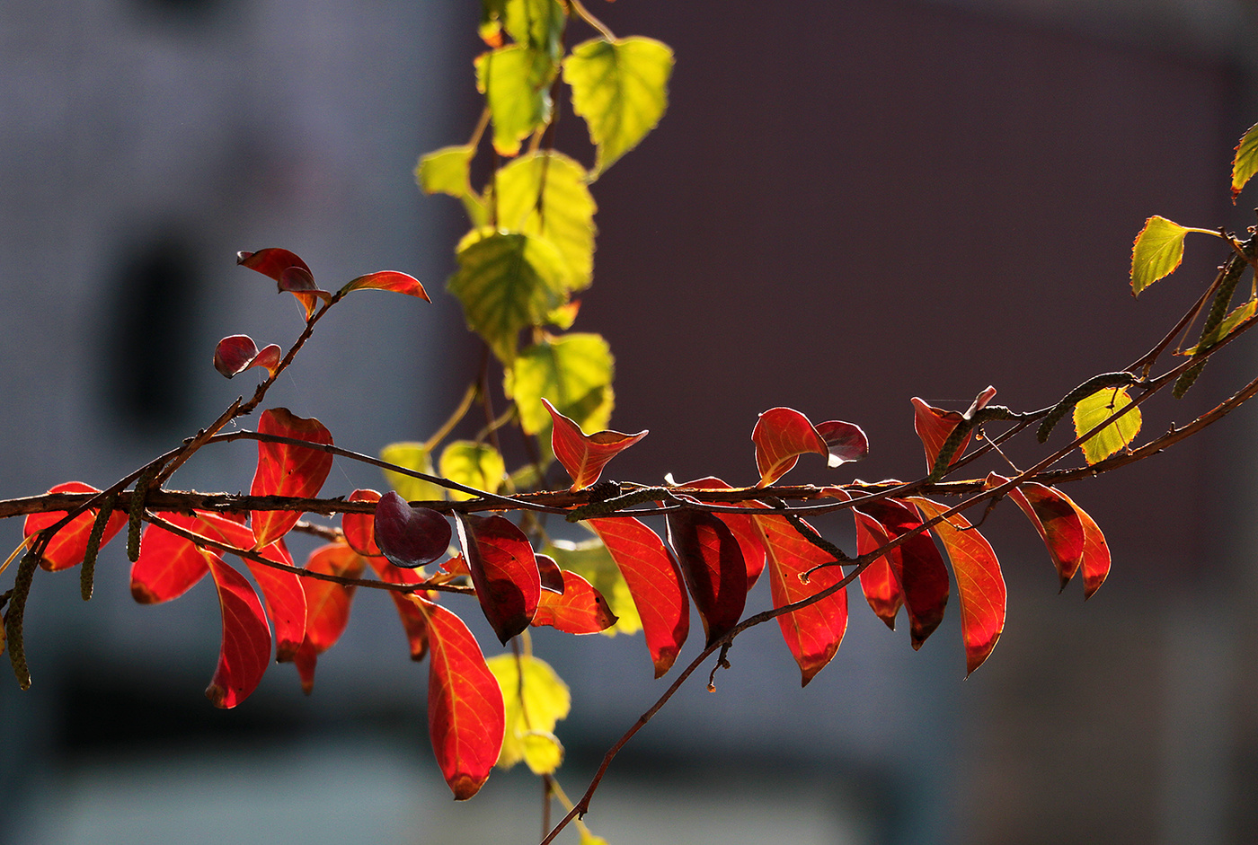 Осенний этюд 2