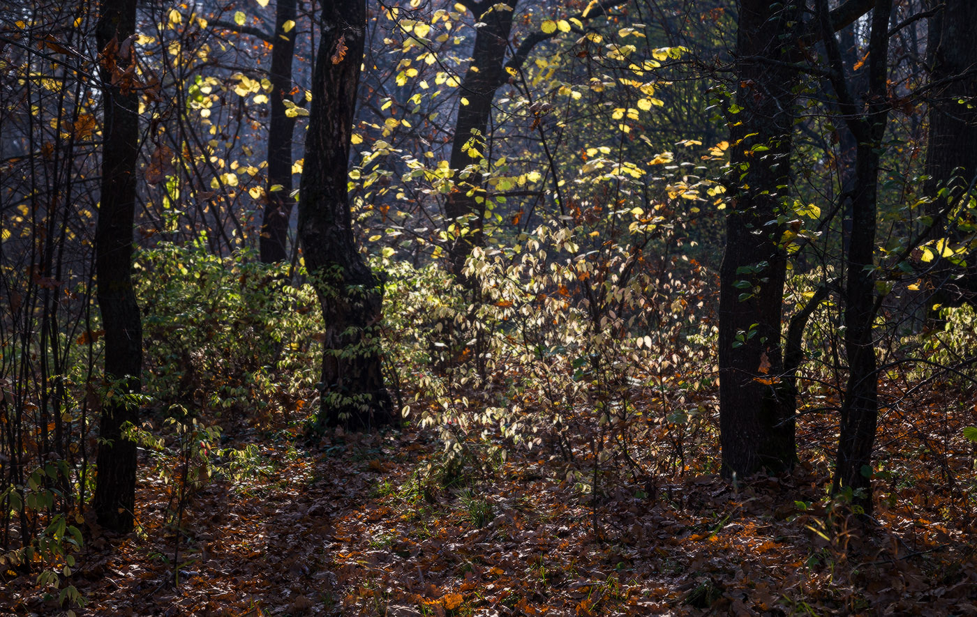 В осеннем вальсе