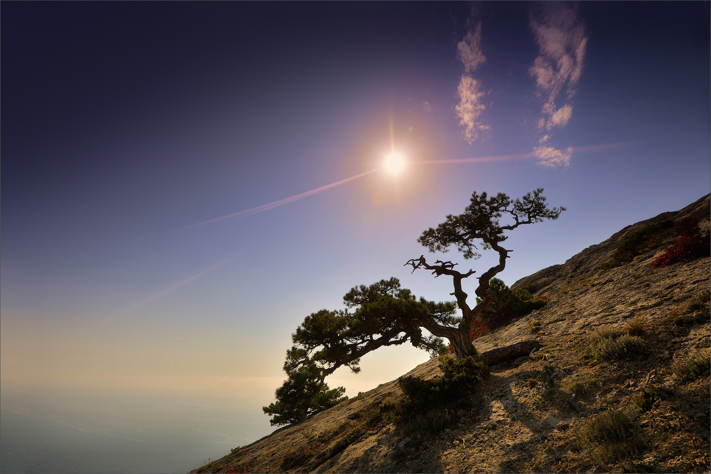 Бонсай на склоне Сокола.