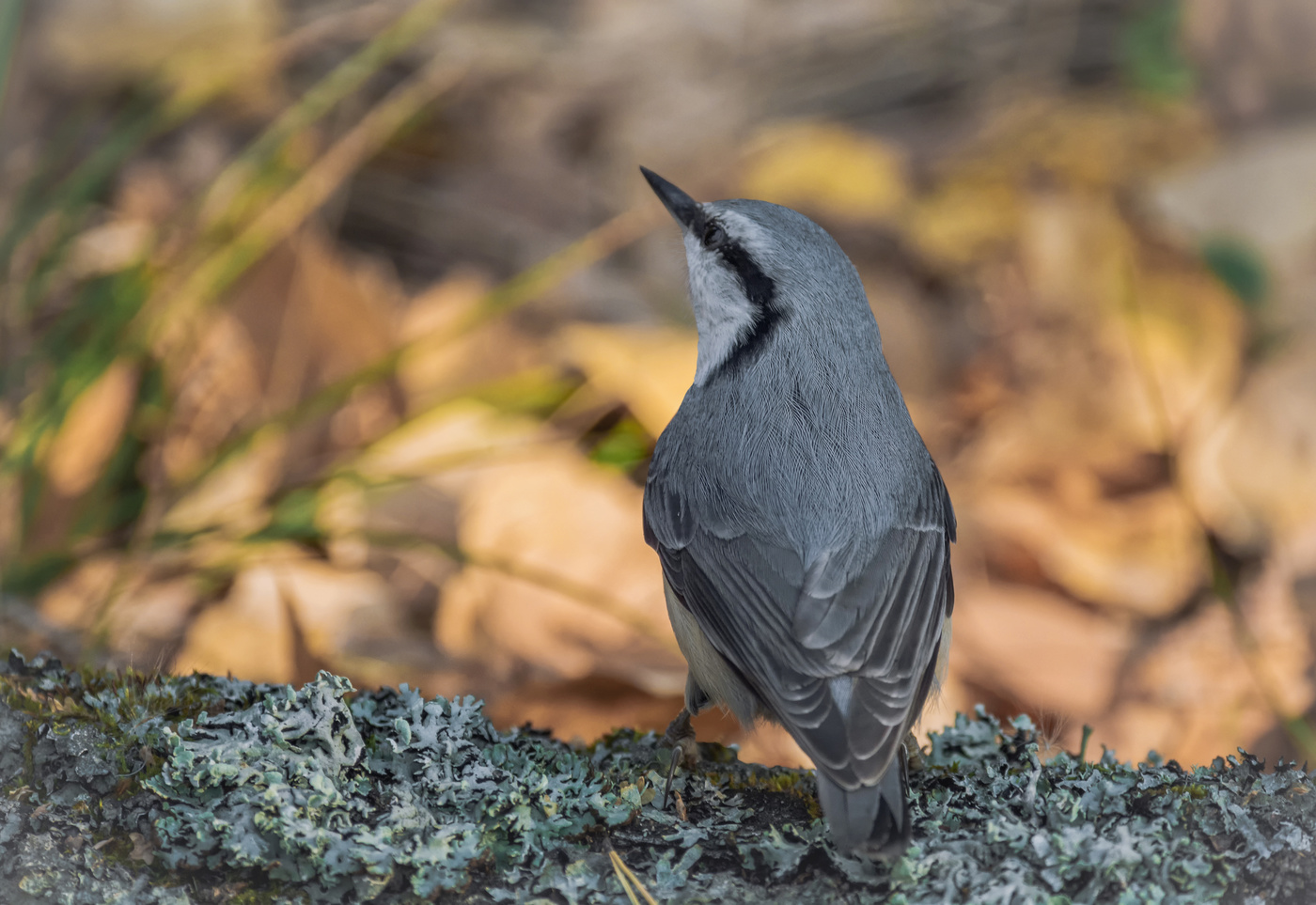 поползень..