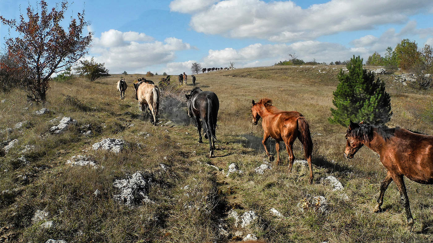 Тропа на пастбище