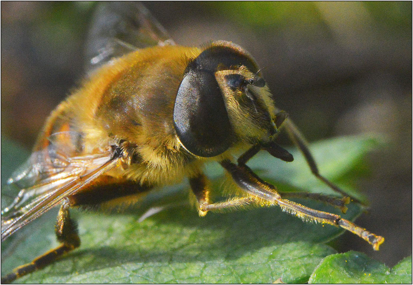 Жизнь журчалок.