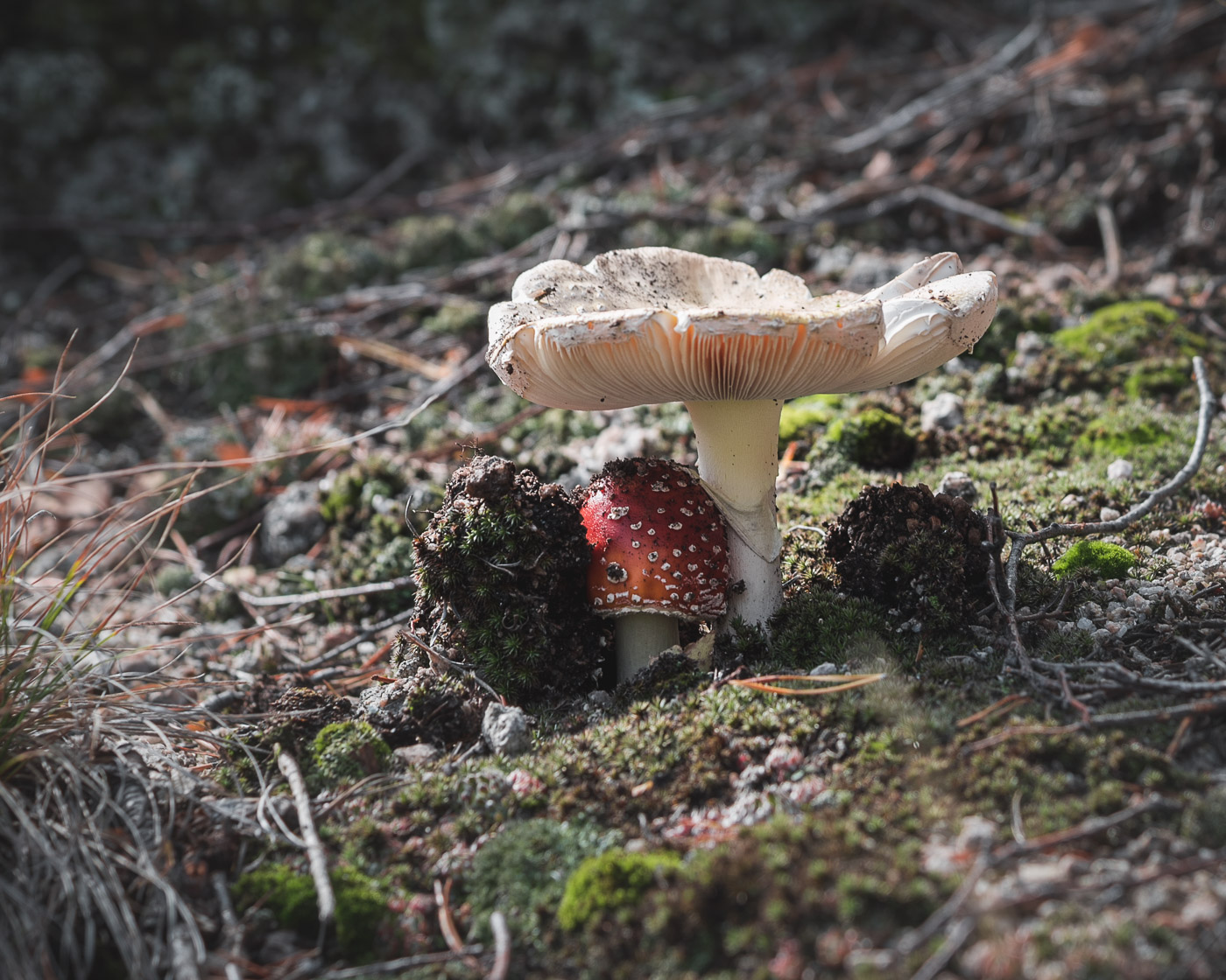 Дорогу молодым!