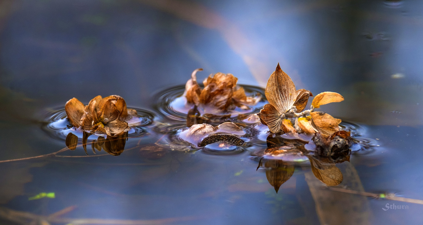 Хмель на воде.