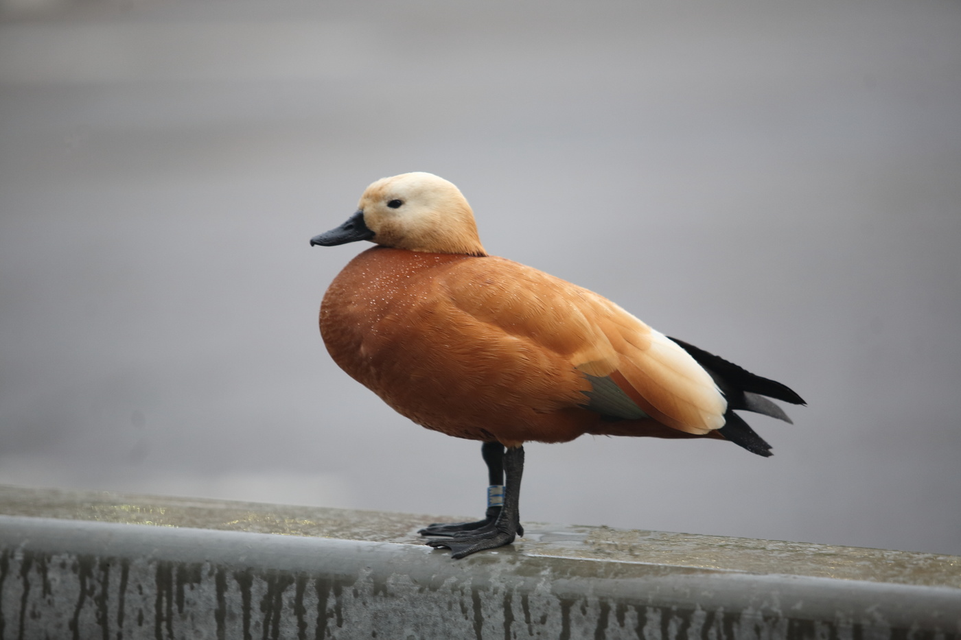 Городская утка