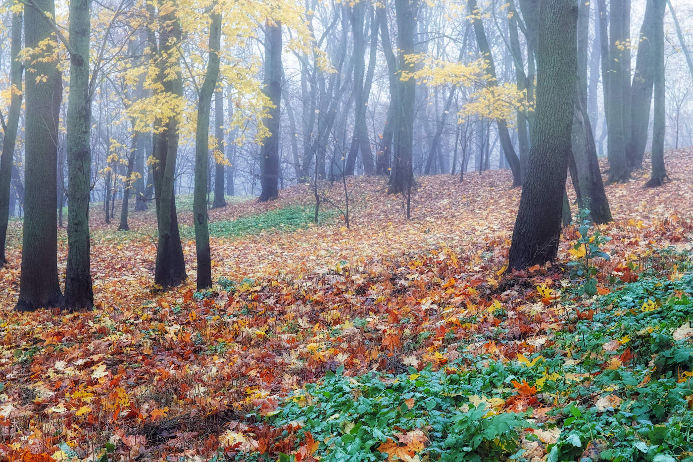 Падает последний лист