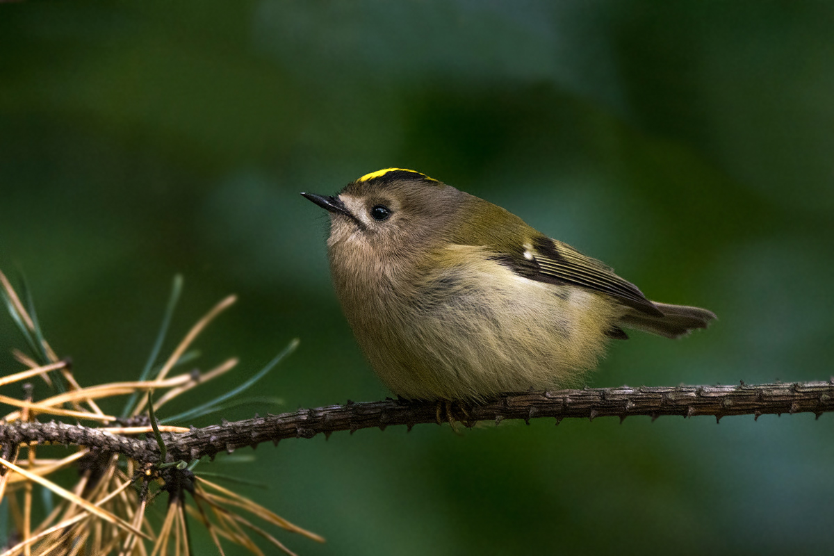 Жёлтоголовый королёк.