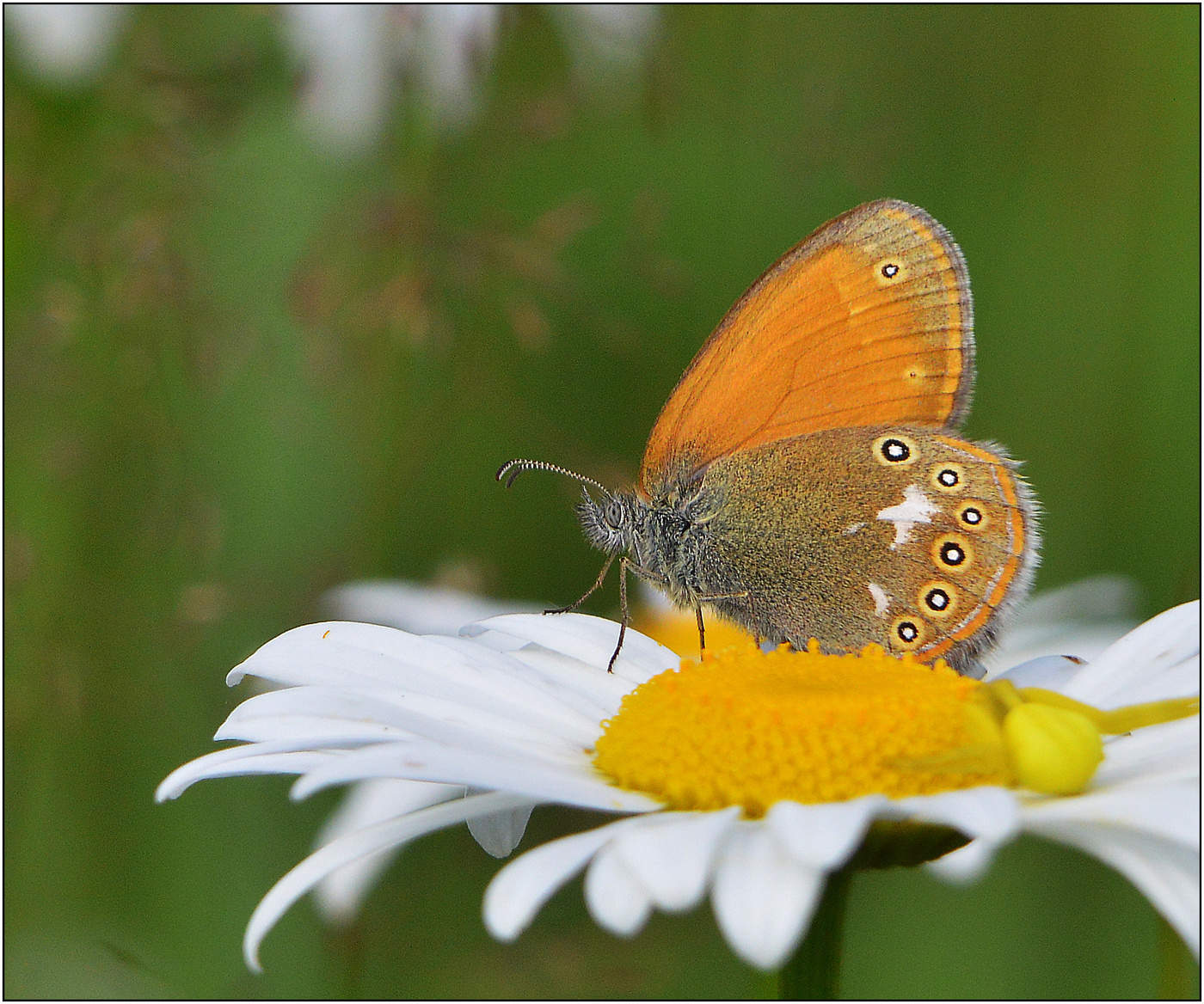 Тишина уходящего лета.