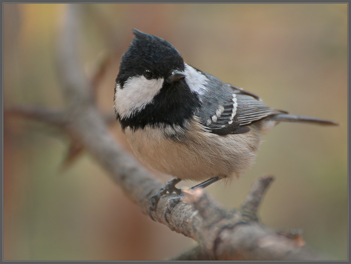 В осеннем лесу
