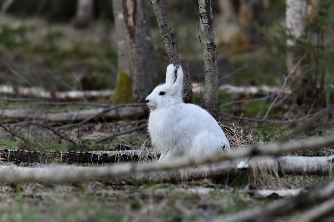 задумчивый