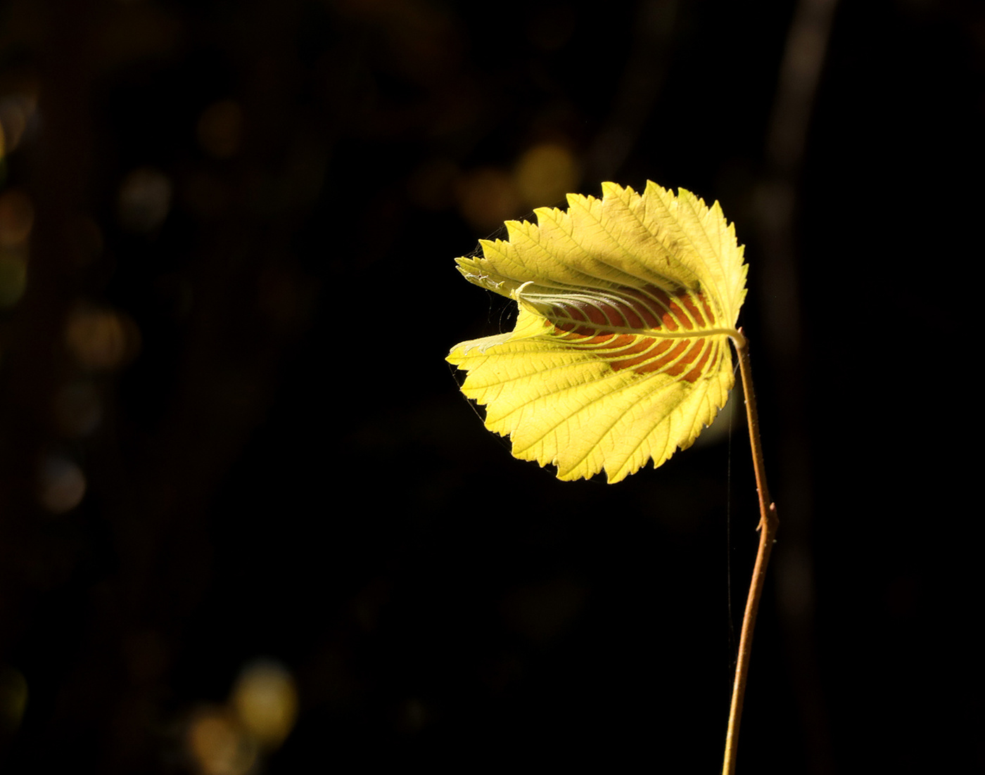 Просвеченный солнцем...