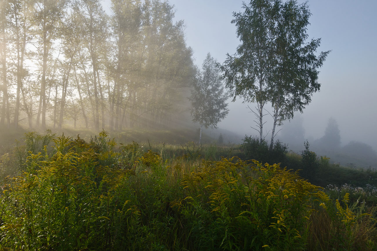 Когда цветёт золотарник