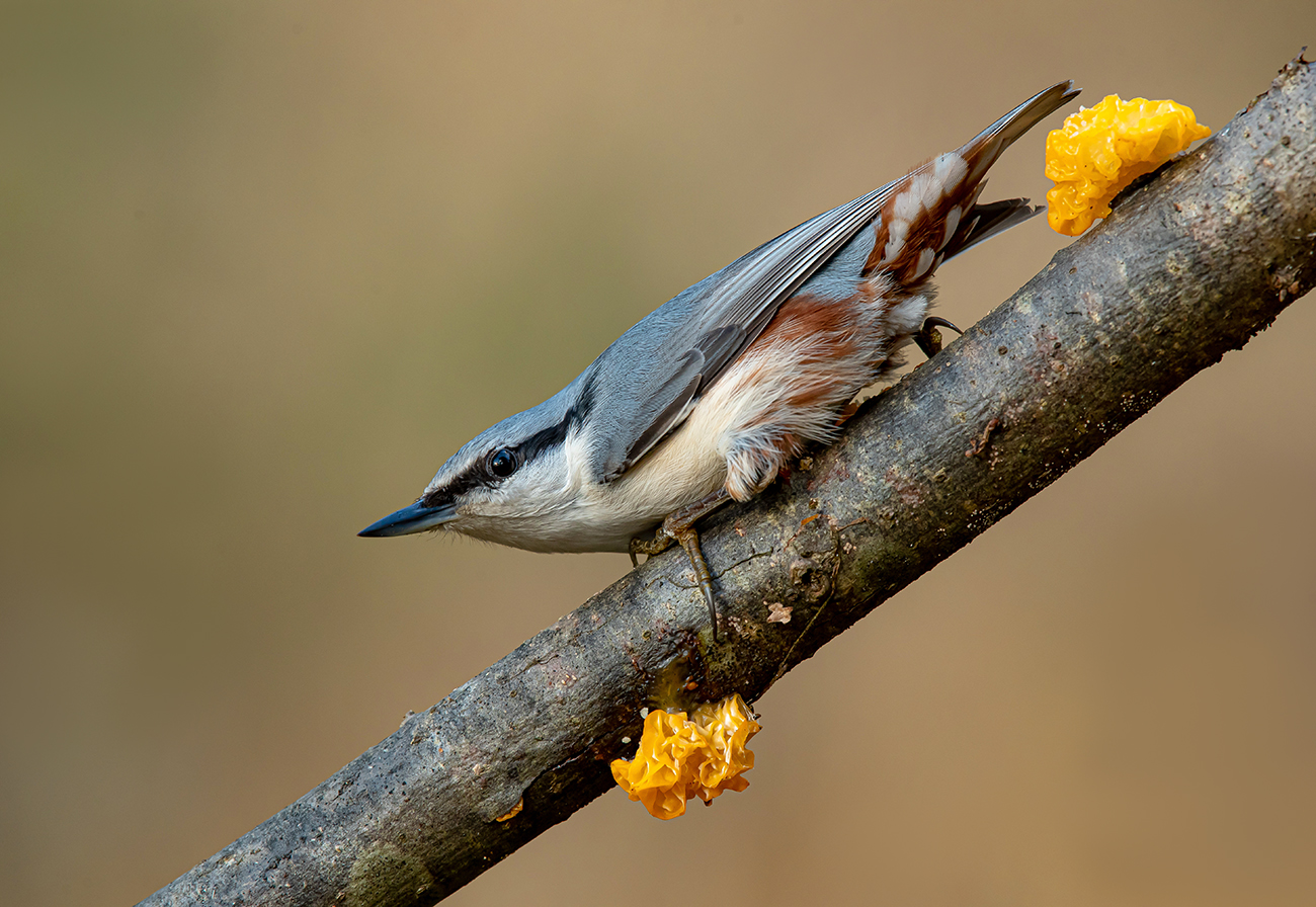 Дрожалка оранжевая и поползень