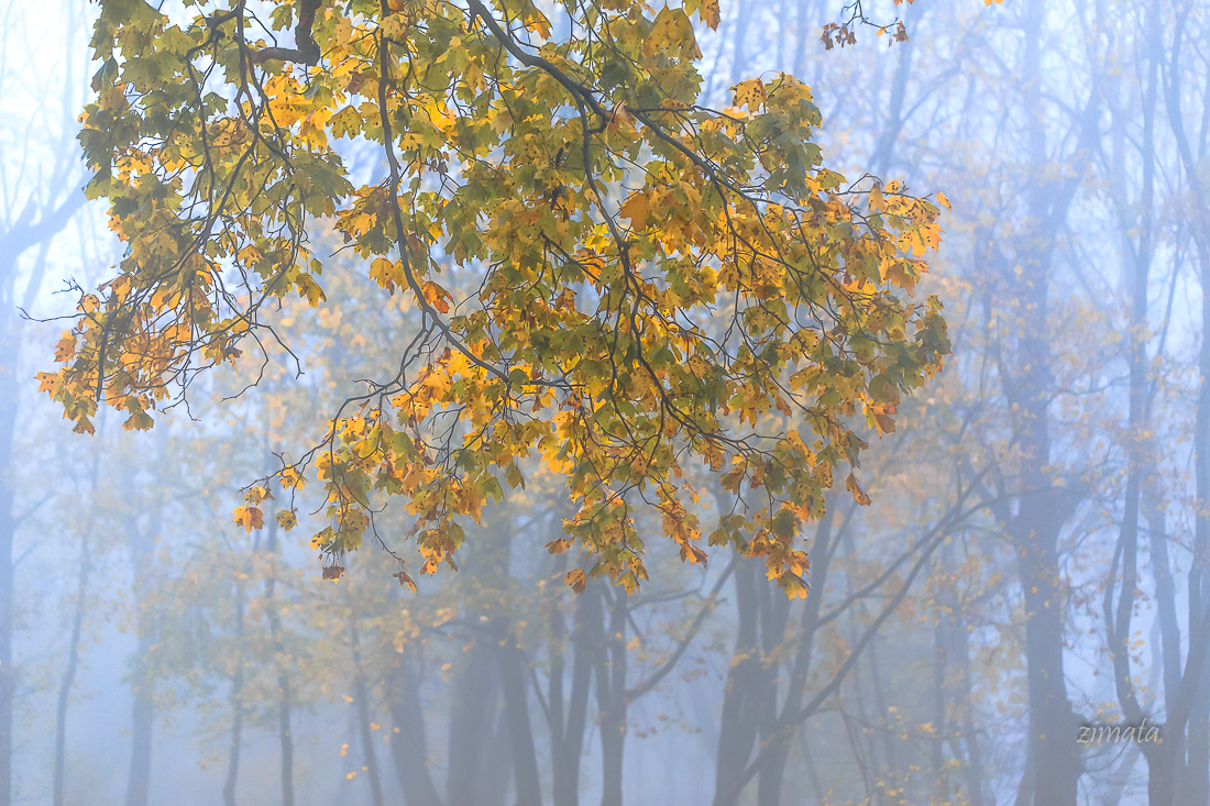 украшение осени