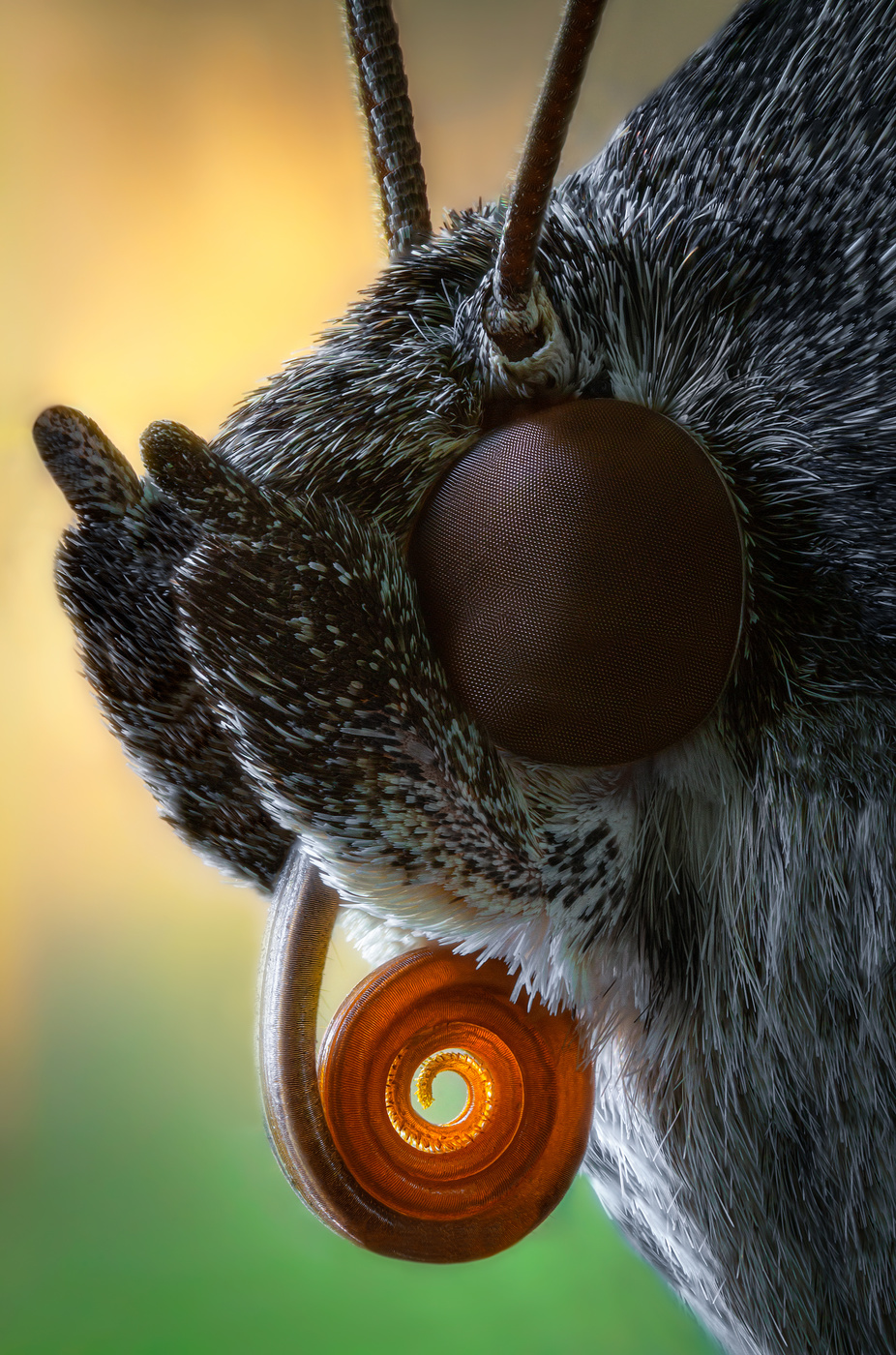 Портрет ночной бабочки Ленточницы.